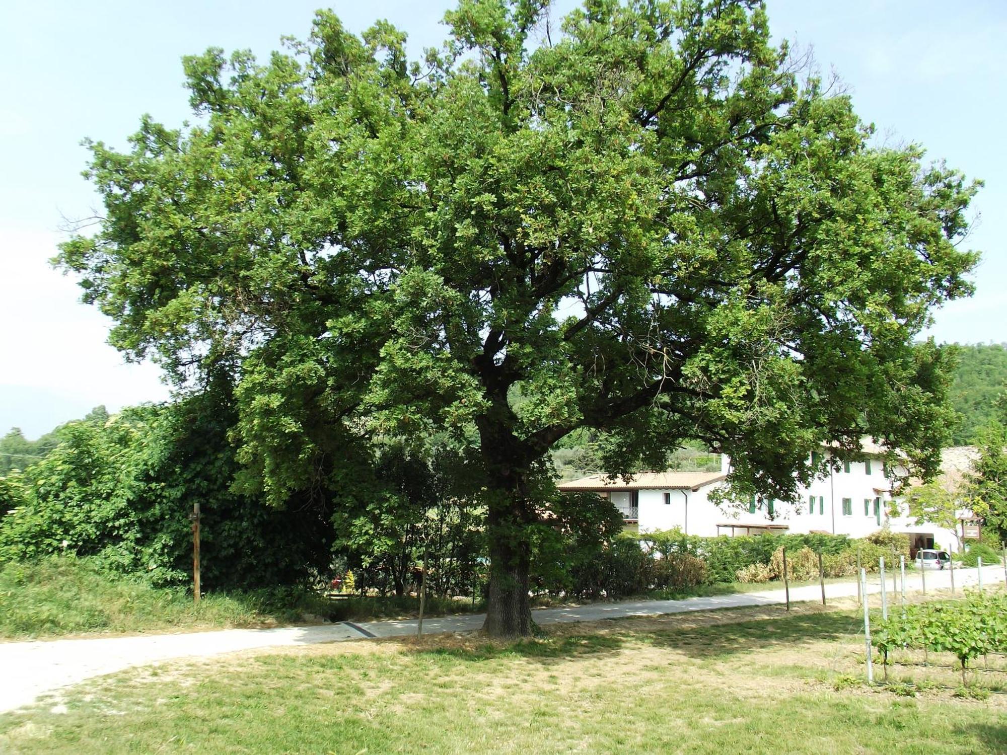 Agriturismo Ca' Castellani Bardolino Bagian luar foto
